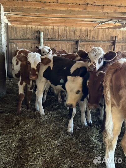 Бычки и телки