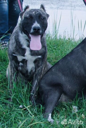 Щенки американского питбуля