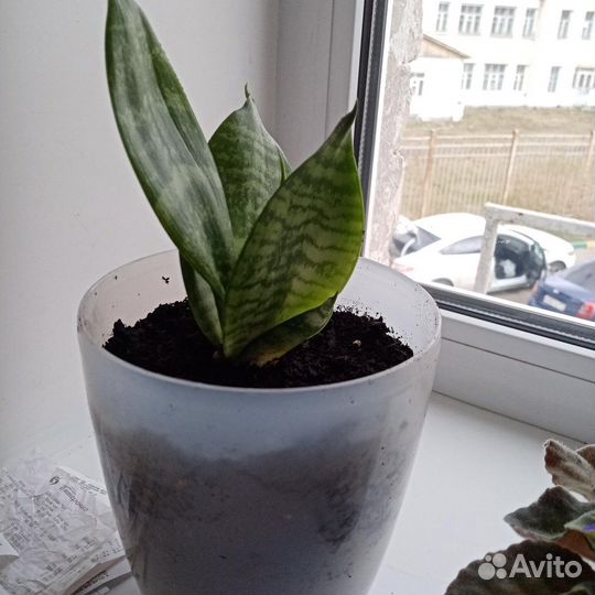 Сансевиерия ханни