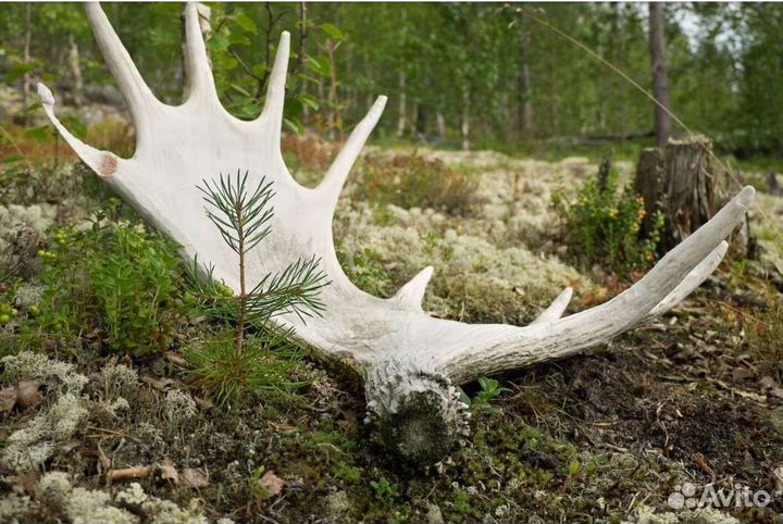 Рога оленя лося