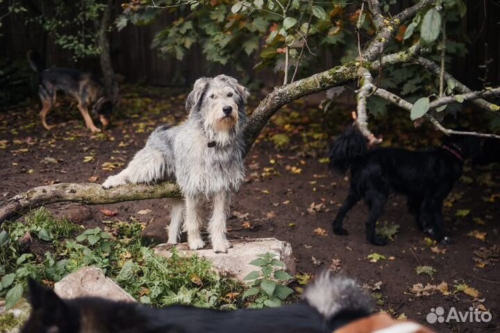 Ива в поисках дома