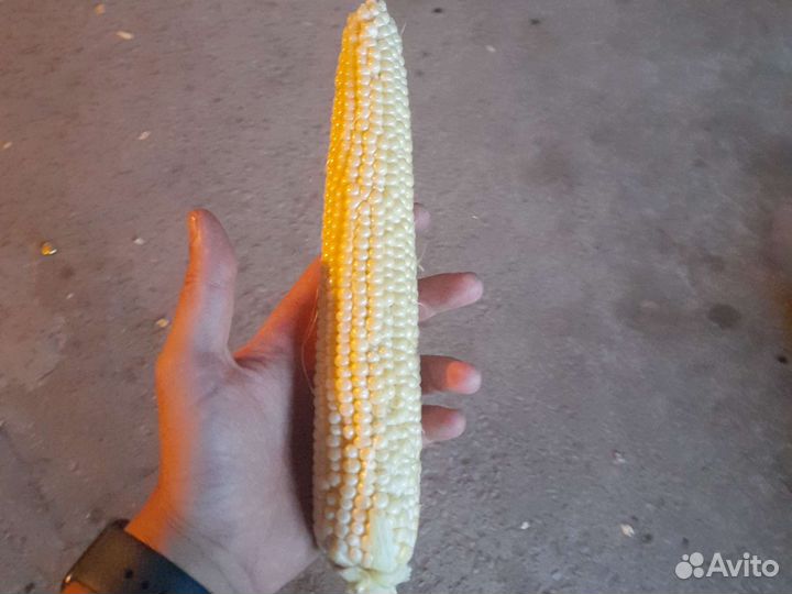 Кукуруза киара