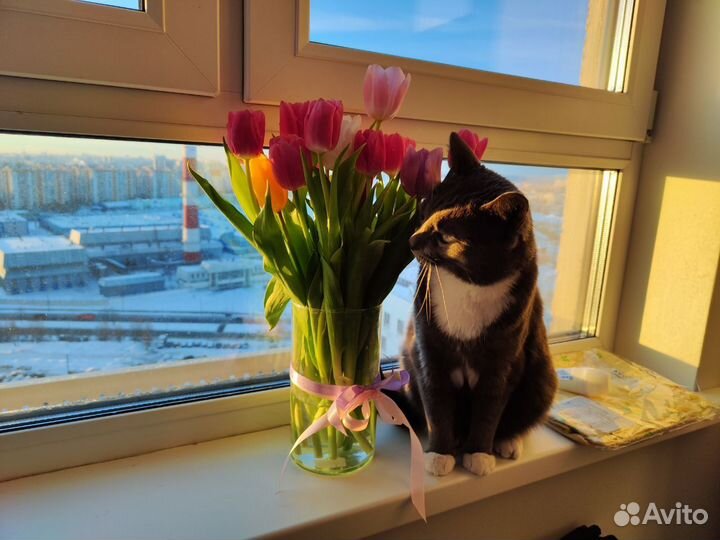 Передержка котов