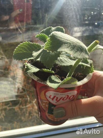 Мята комнатная