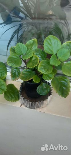 Комнатные растения цветы