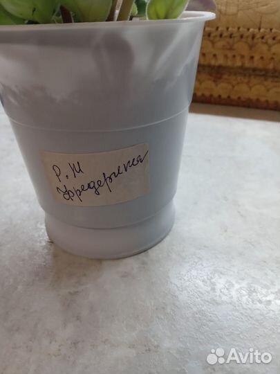 Детки сортовых фиалок