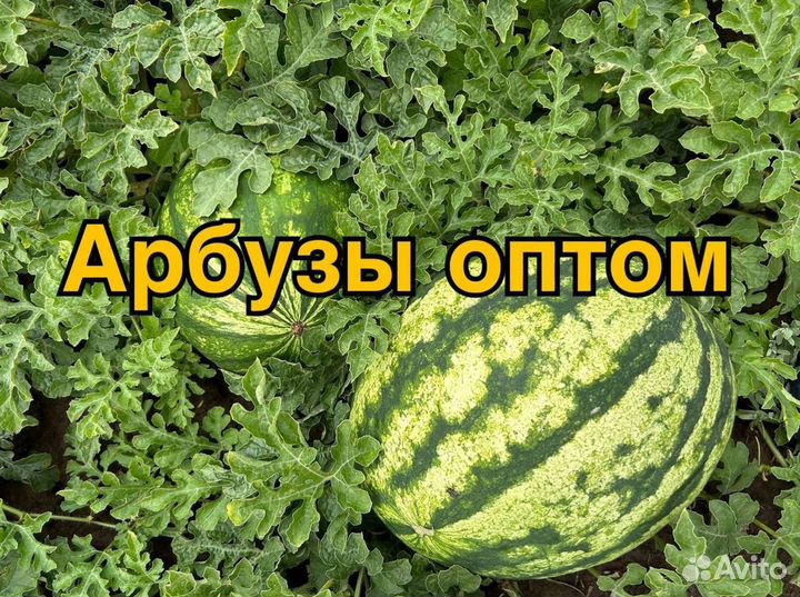 Арбуз Оптом