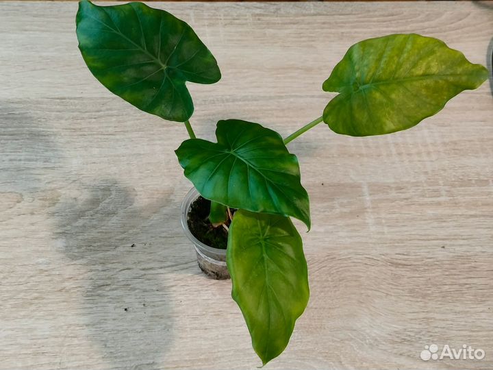 Алоказии, каладиумы, колокасия