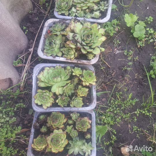 Растения для дома и сада