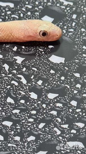 Белый техасский полоз леуцист (Elaphe obsoleta)