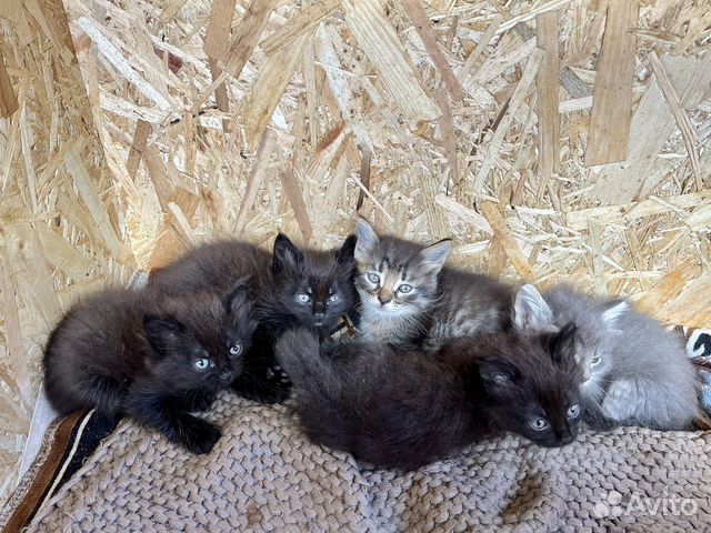 Отдадим котят в добрые руки купить в Москве | Животные и зоотовары | Авито