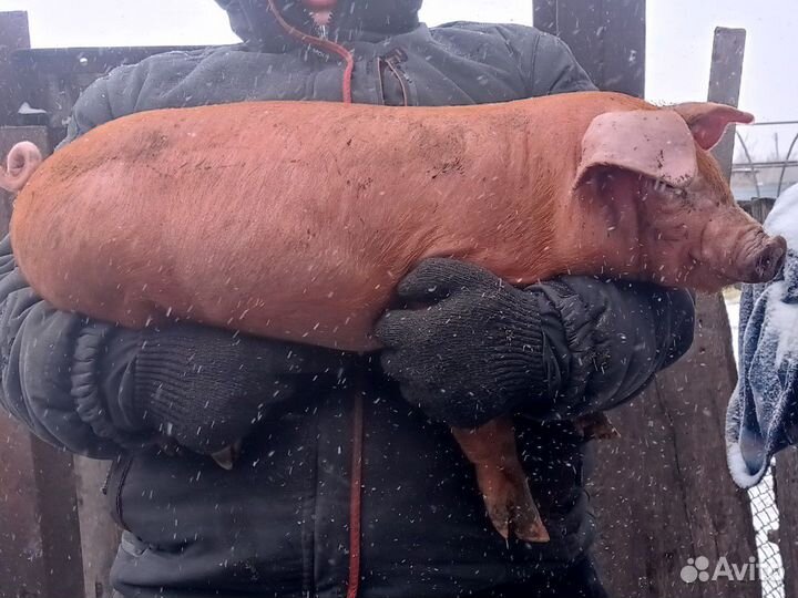Овечки и Баранчики