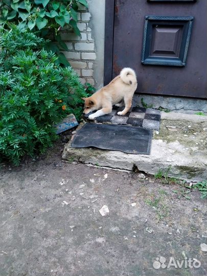 Западно сибирская лайка, щенки