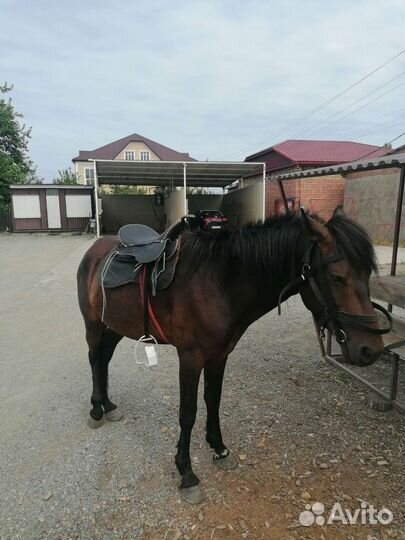 Лошадь жеребец