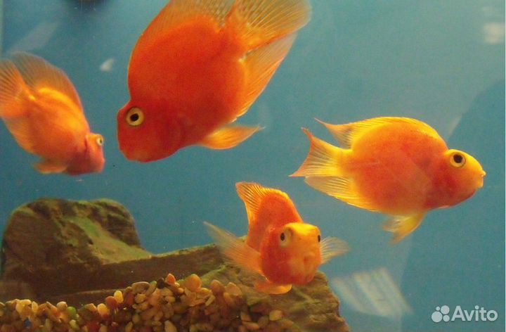 Попугай американский красный, зеленый, платина