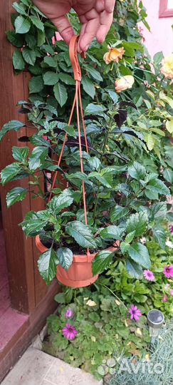 Плектрантус (домашняя мята)