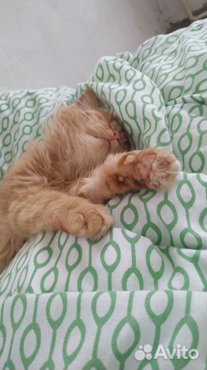 Рыжий котенок мальчик