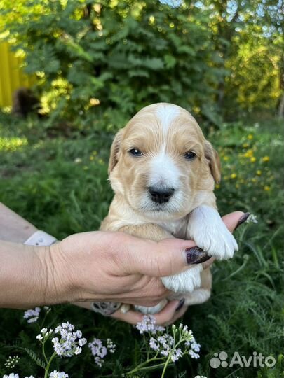 Щенки кокапу