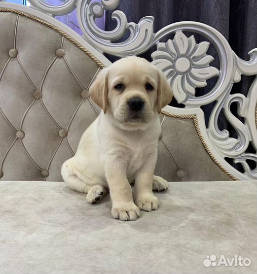 Лабрадор, щенки