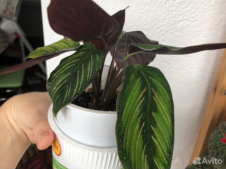 Калатея пинстрайп