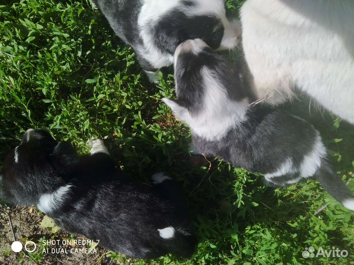 Щенки в добрые руки