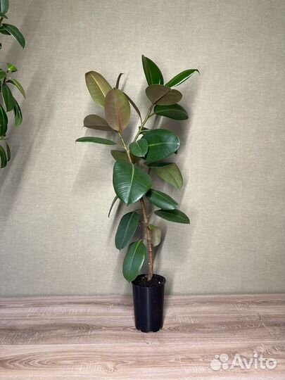 Фикус Робуста (Ficus elastica cv. Robusta)