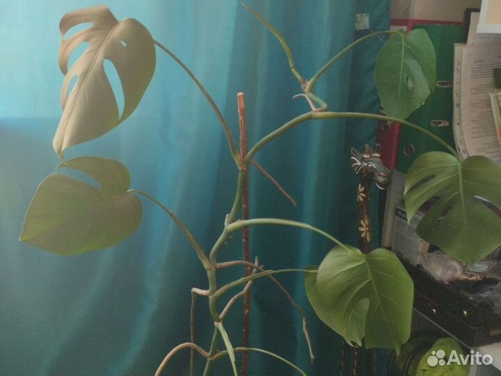 Монстера альба