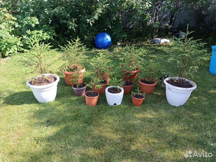 Ель саженцы