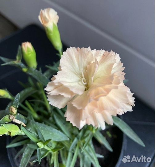 Гвоздика серии Super Trouper многолетняя