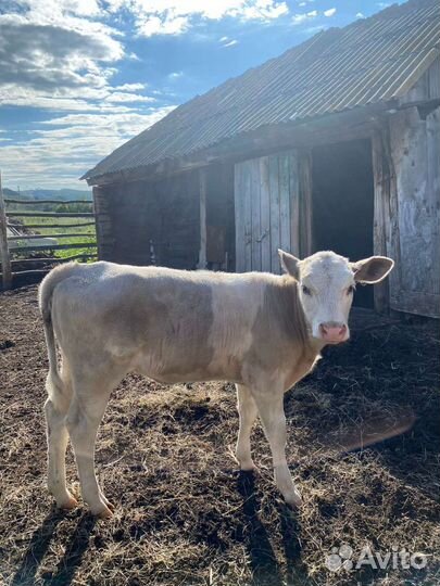 Животный теленок