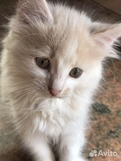 Котенок от сибирского кота