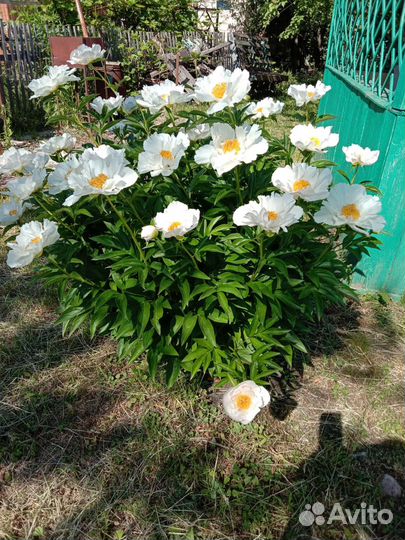 Продам пион