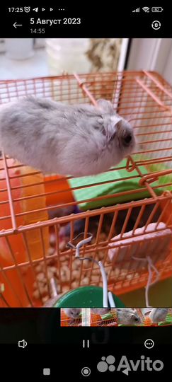 Хомяки джунгарики