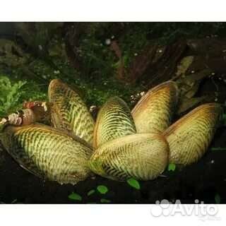 Моллюск расписная криспата улитка двустворчатые