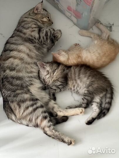 Кошки бесплатно