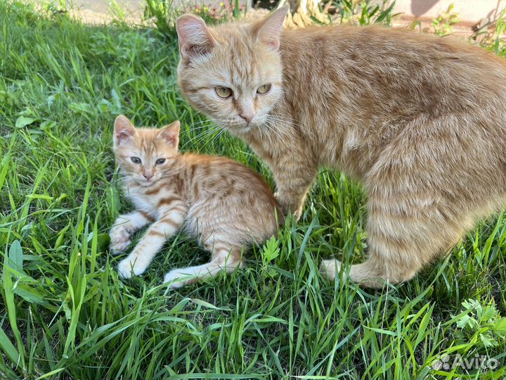 Милые рыжие котята