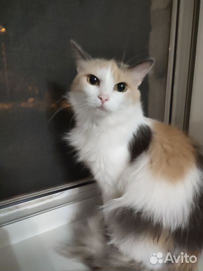 Кошка в дар бесплатно