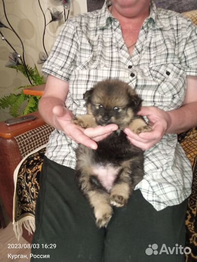 Кеесхонд вольфшпиц