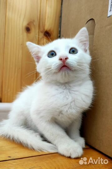 Чудесные белые котята
