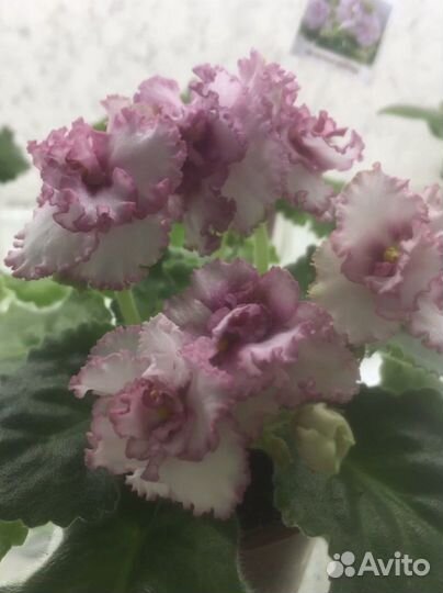 Детки сортовых фиалок