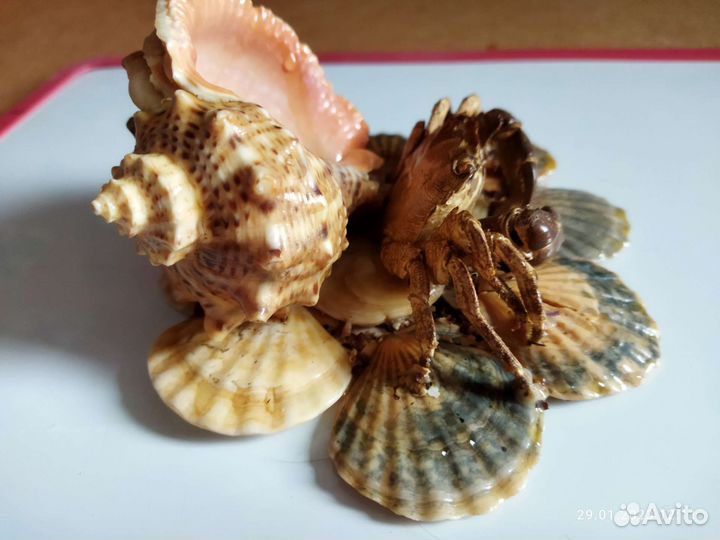 Сувенир с моря краб и ракушка