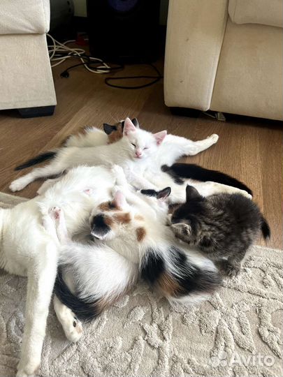 Ласковые котята в добрые руки