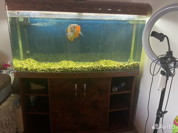 Аквариум jebo 300 л