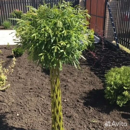 Плетеные деревья из ивы