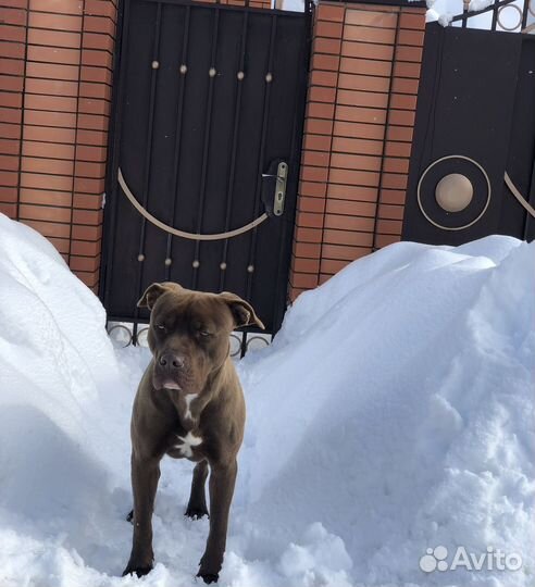 Питбультерьер