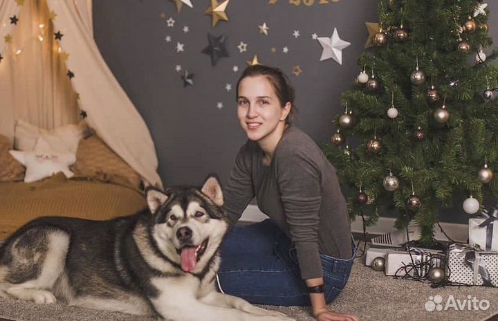 Выгул собак, собачья няня, догситтер