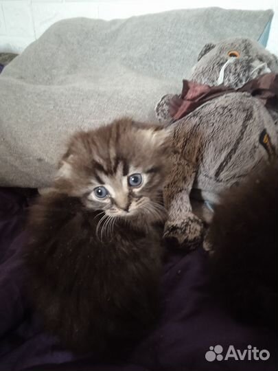 Вислоухие котята