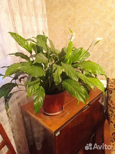 Спатифиллум