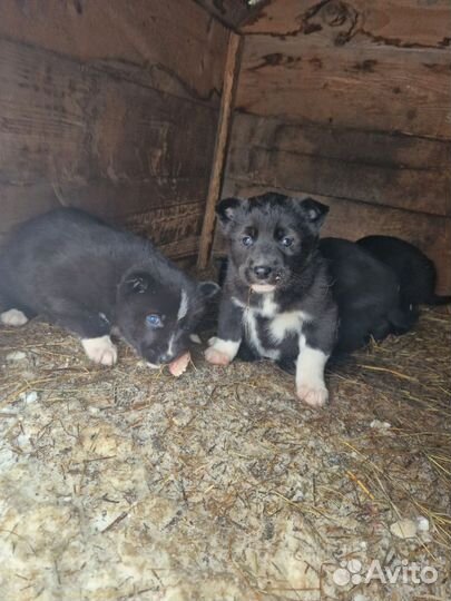 Щенки западно сибирской лайки