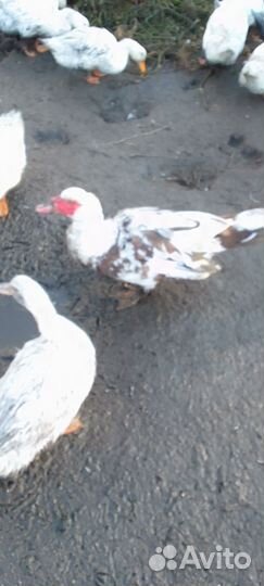 Утки,гуси,кролики